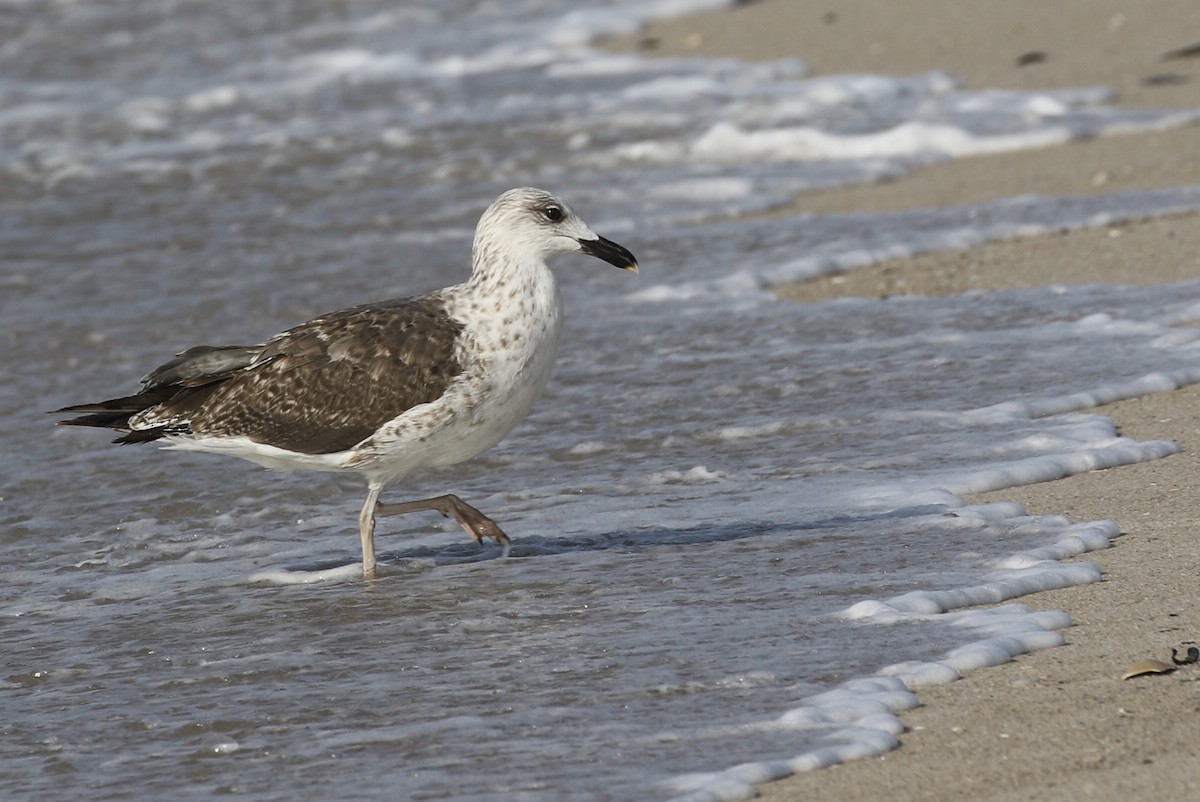 Lesser Black-backed Gull - ML67369881