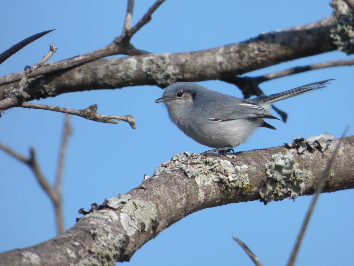 Masked Gnatcatcher - ML67369891