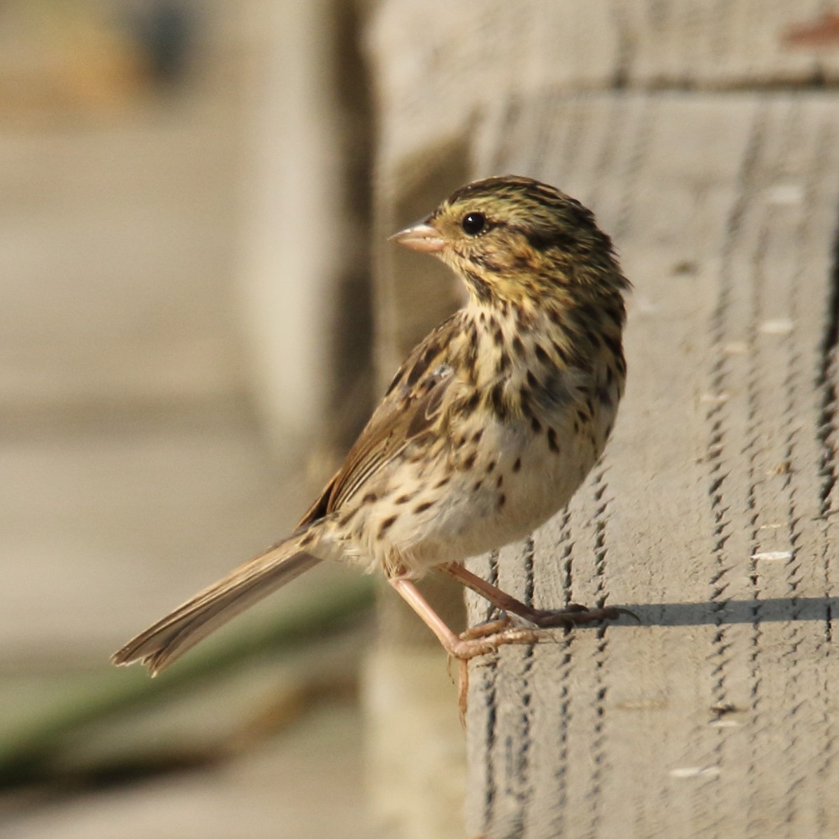 Savannah Sparrow - gord smith