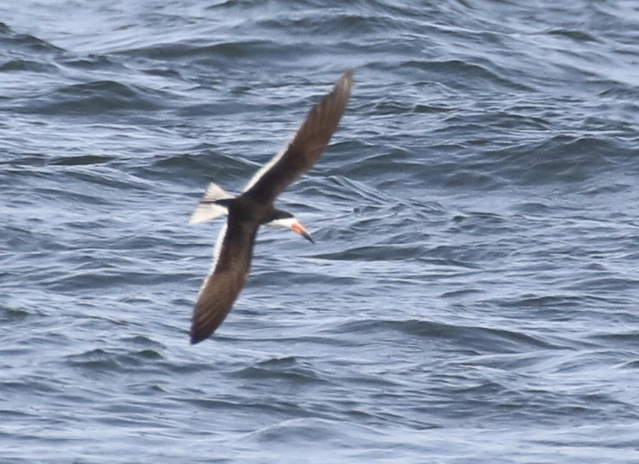 Black Skimmer - Glen Chapman