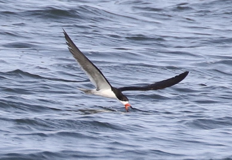 Black Skimmer - ML67370331