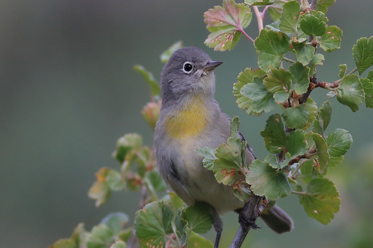 Virginia's Warbler - ML67370771