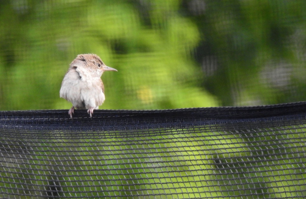 House Wren - ML67371021