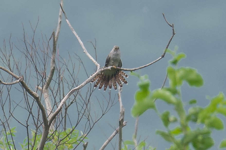 Common Cuckoo - ML67371911