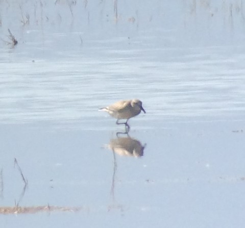 Red Knot - Bob Toleno