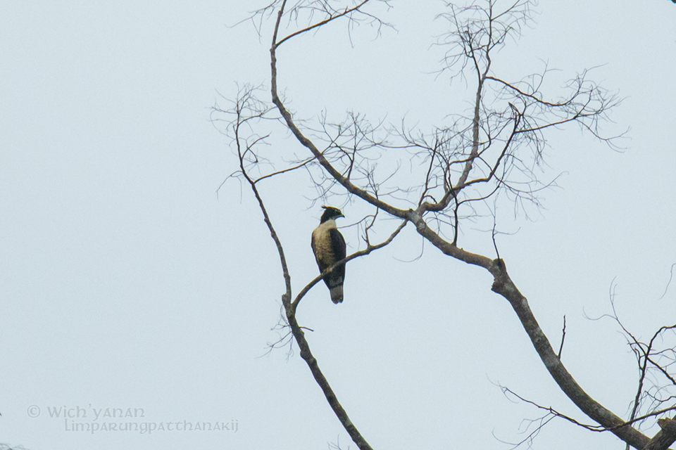 Schopfwespenbussard [ptilorhynchus-Gruppe] - ML67374241