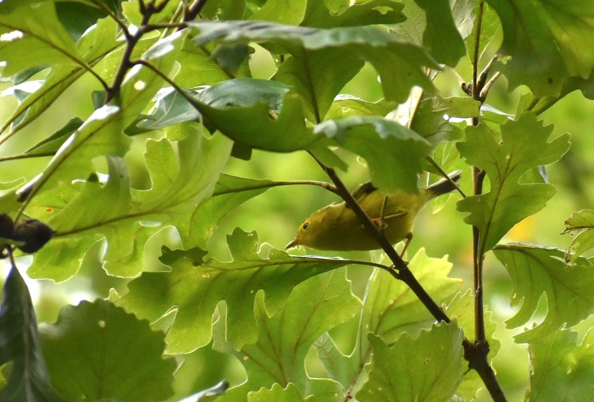 Wilson's Warbler - ML67375631