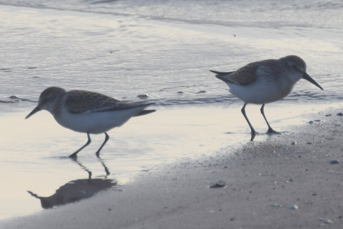 Western Sandpiper - ML67376751