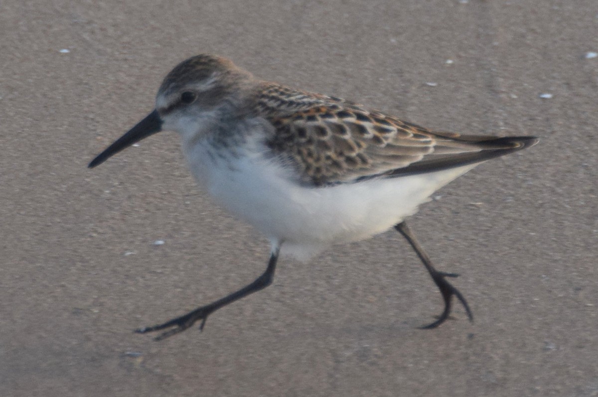 Western Sandpiper - ML67376781