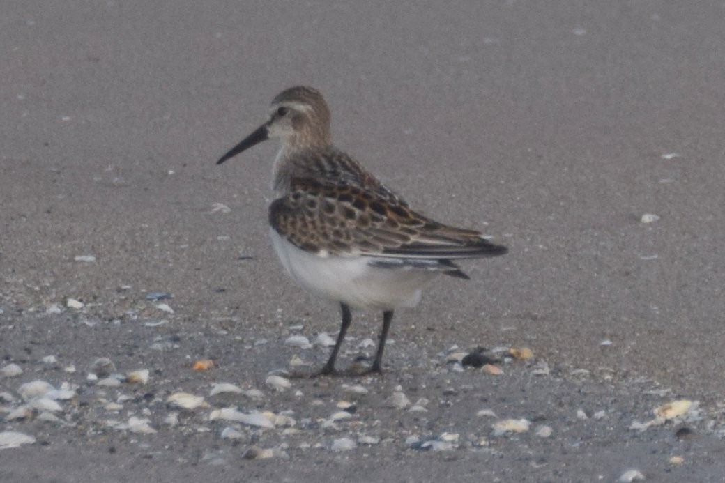 Western Sandpiper - ML67376791