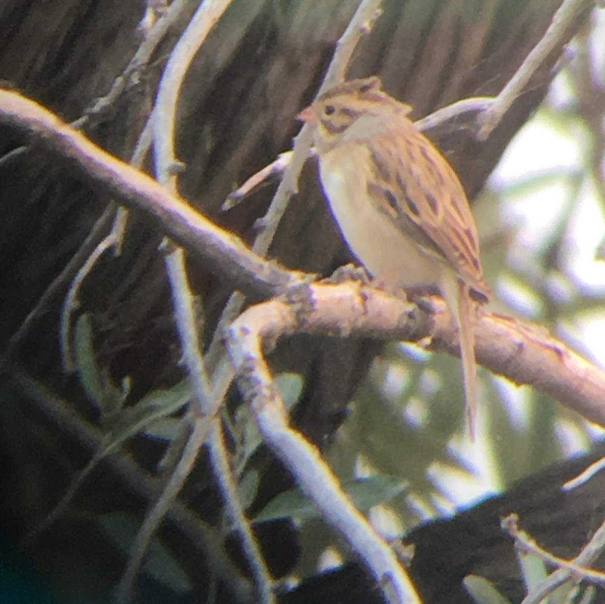 Clay-colored Sparrow - Jeffrey Olsson