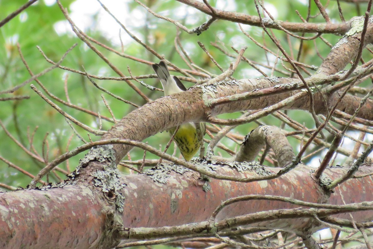 Cape May Warbler - ML67379091