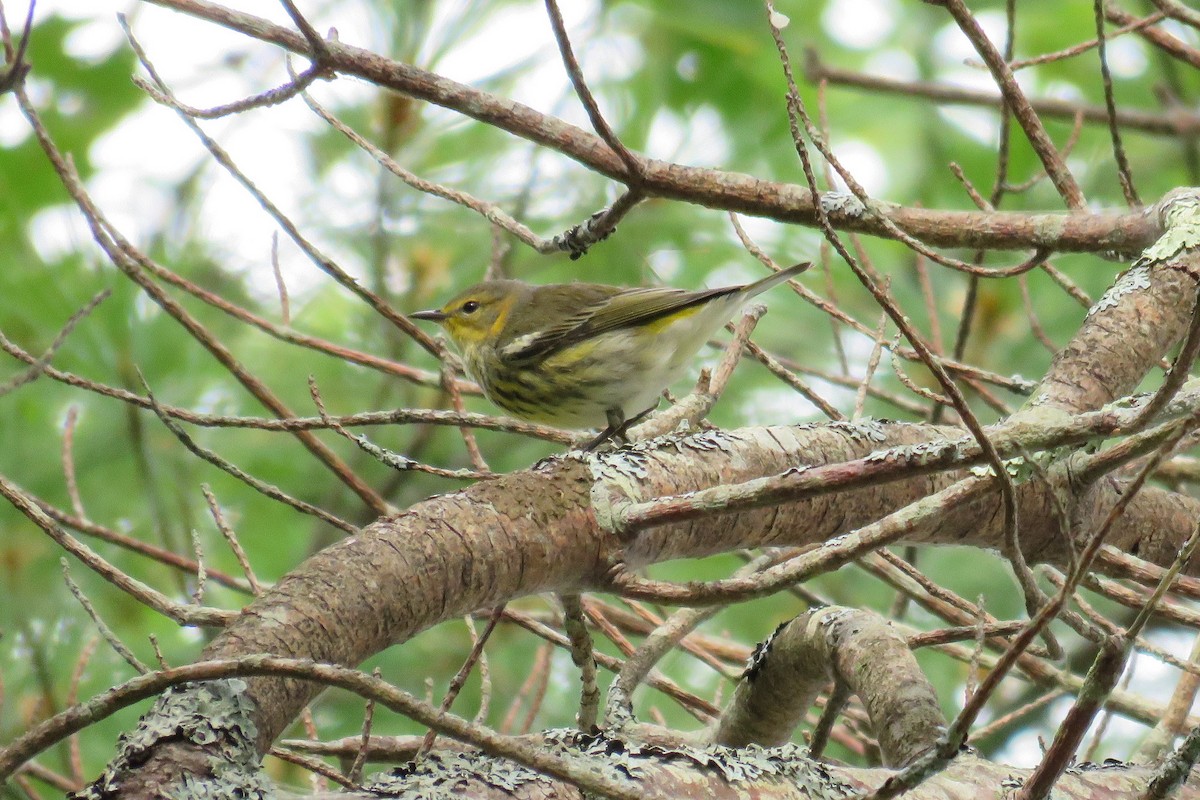 Cape May Warbler - ML67379111