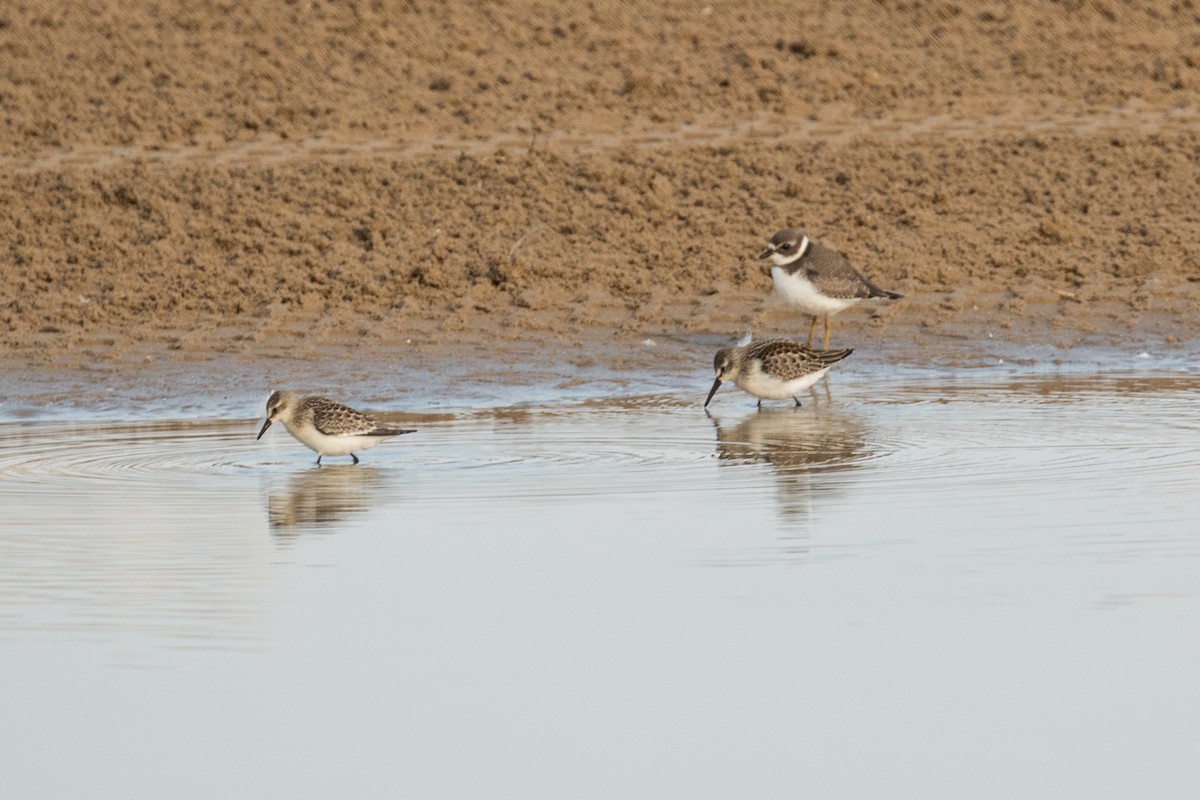 Western Sandpiper - ML67379461