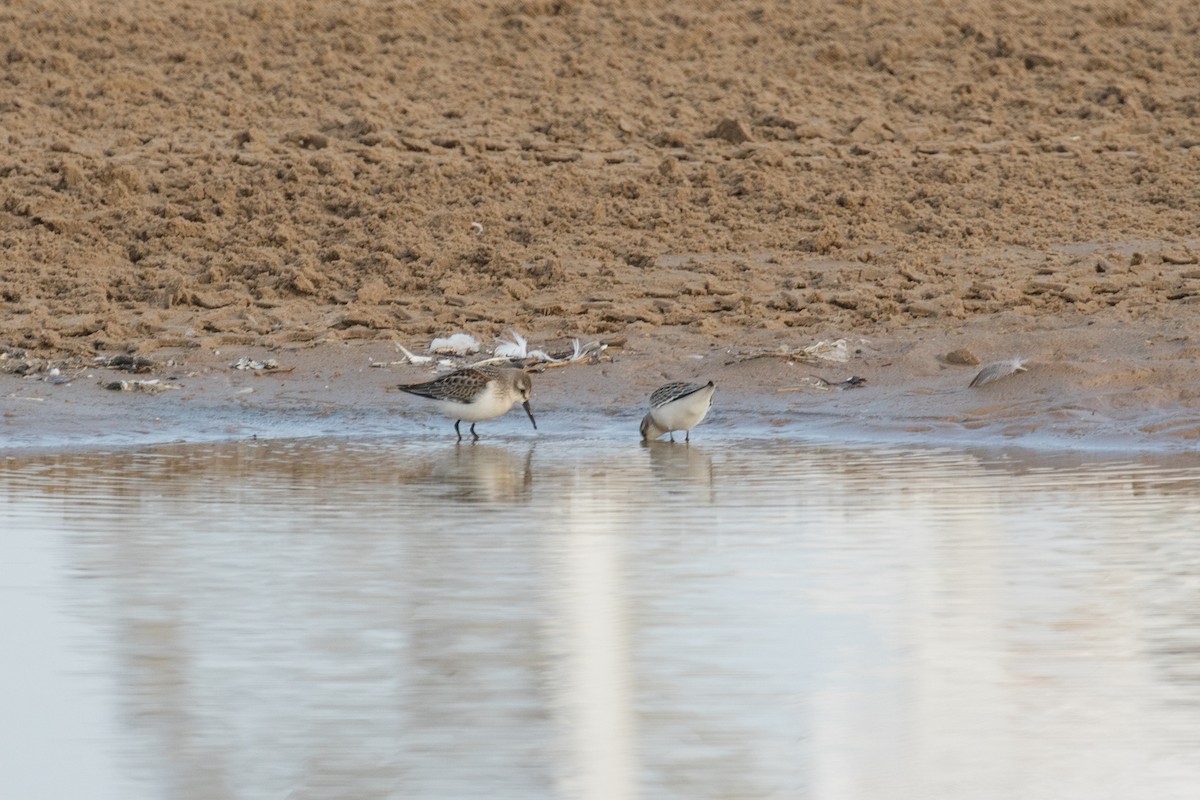 Western Sandpiper - ML67379481