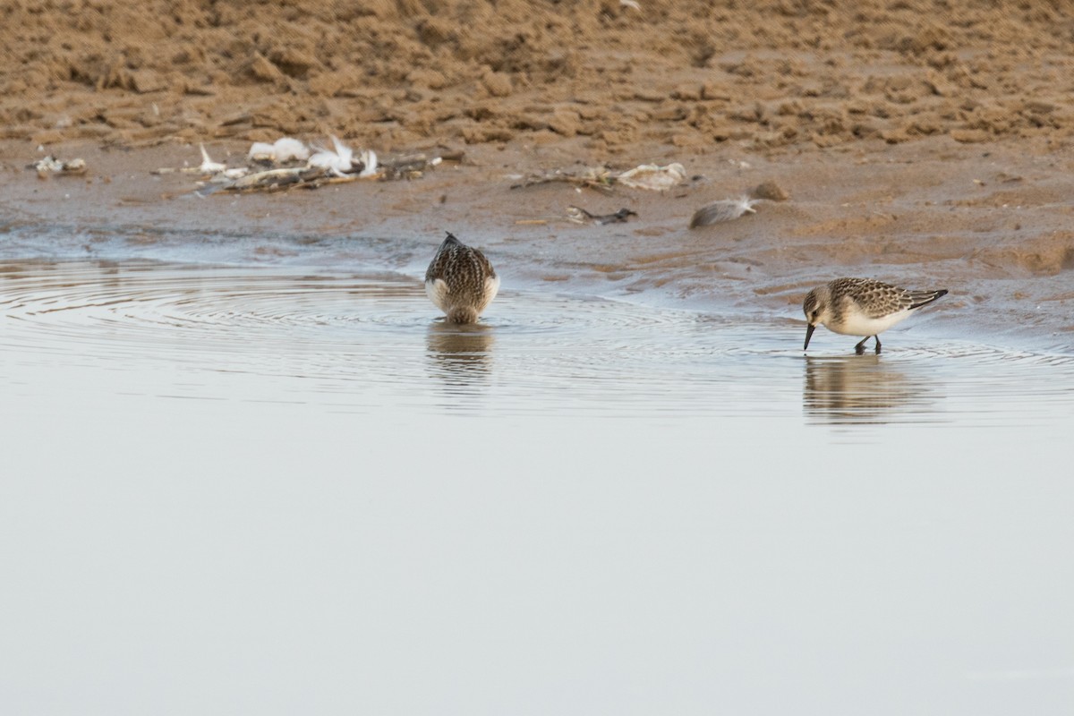 Western Sandpiper - ML67379501