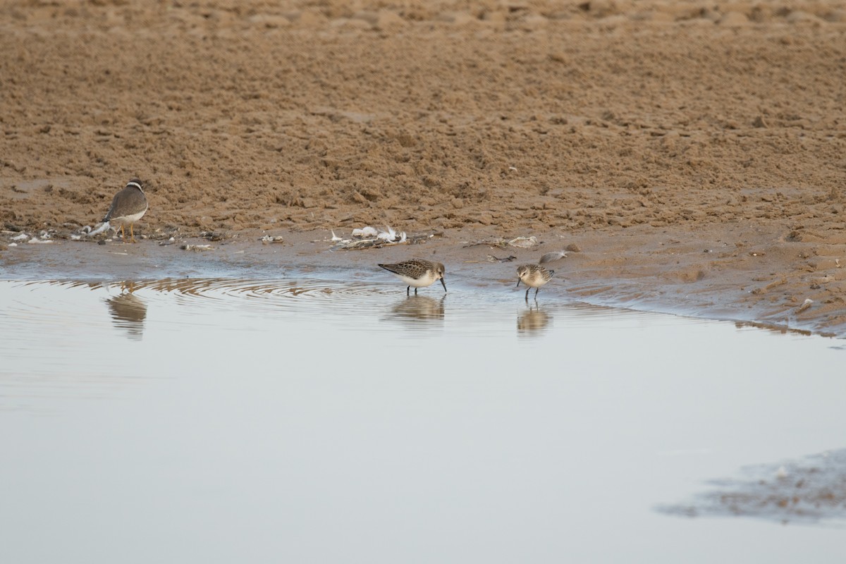 Western Sandpiper - ML67379511