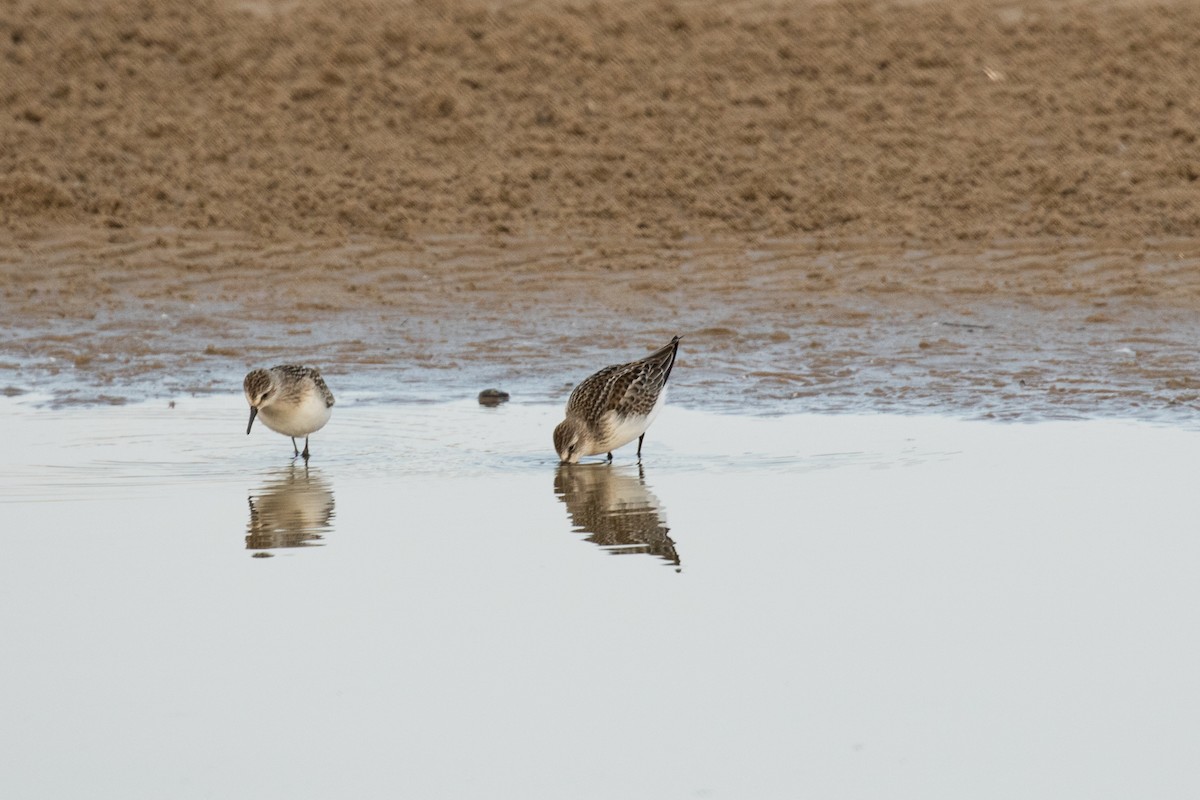 Western Sandpiper - ML67379521