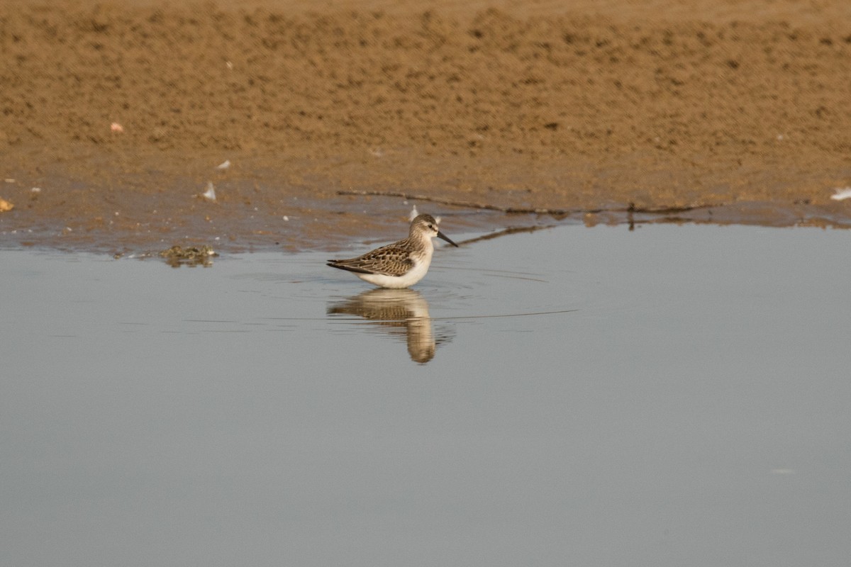 Western Sandpiper - ML67379531