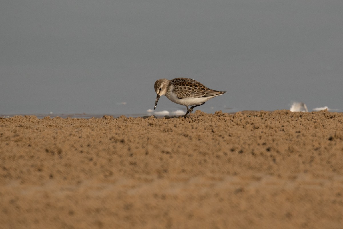 Western Sandpiper - ML67379541