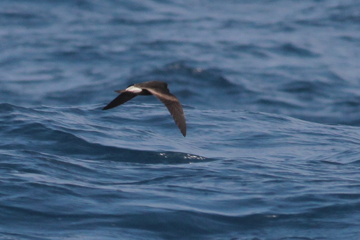 Townsend's Storm-Petrel - Matt Sadowski