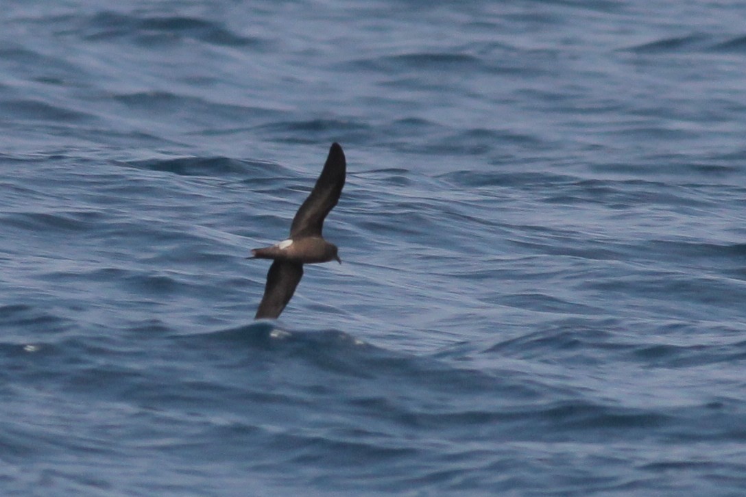 Townsend's Storm-Petrel - ML67380701