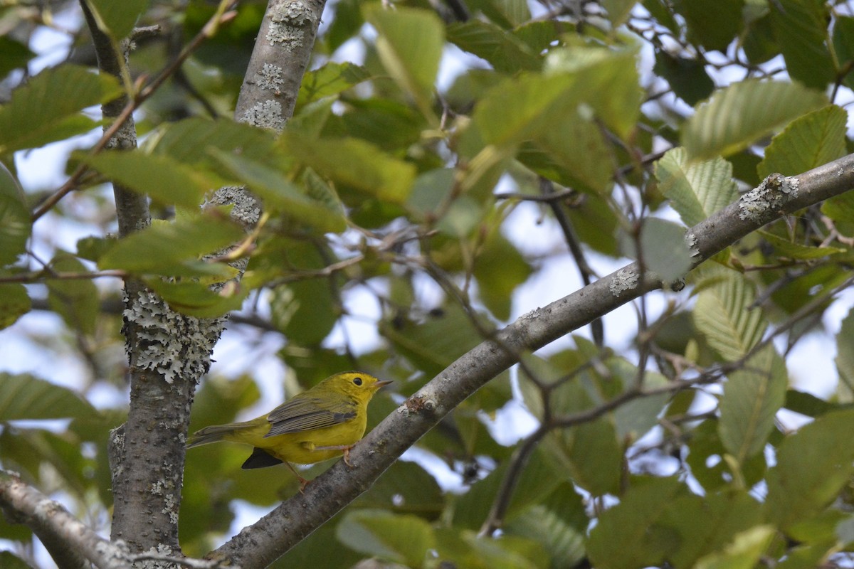 Wilson's Warbler - ML67381091