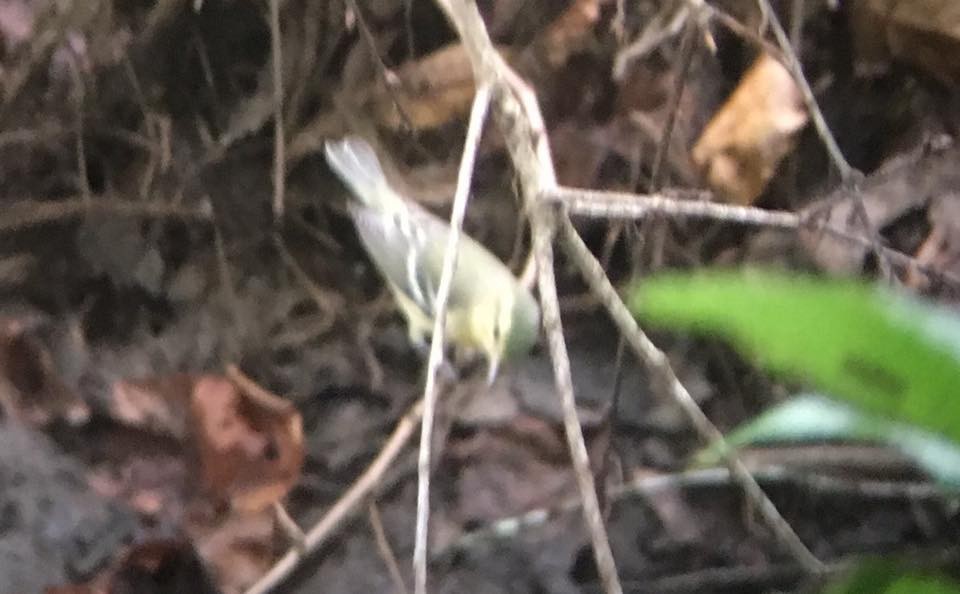 Cerulean Warbler - ML67381121