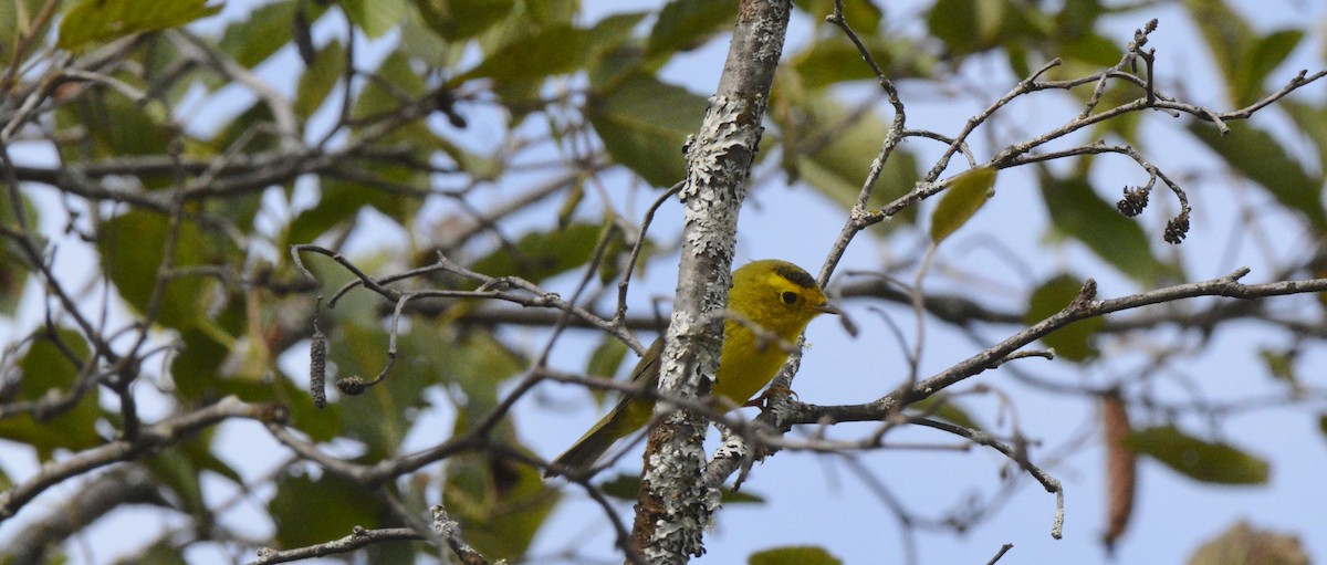 Wilson's Warbler - ML67381821