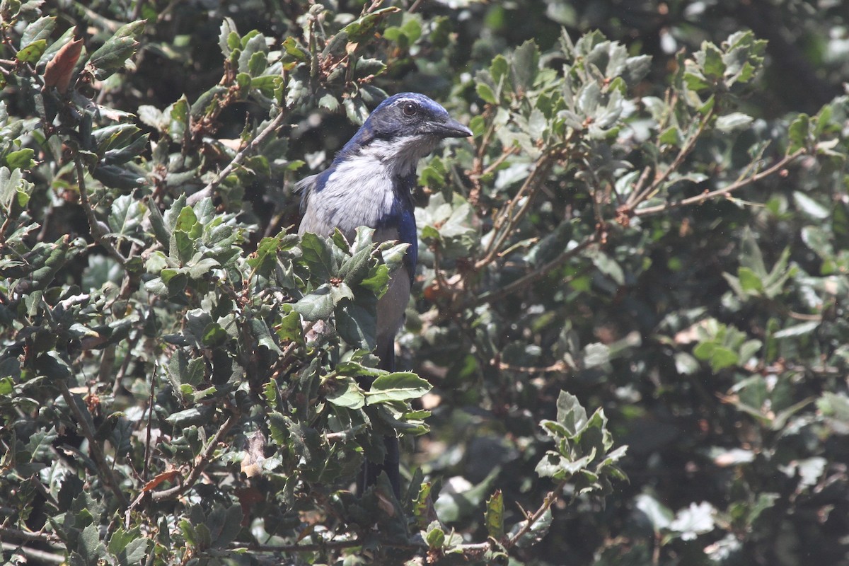 Island Scrub-Jay - James (Jim) Holmes