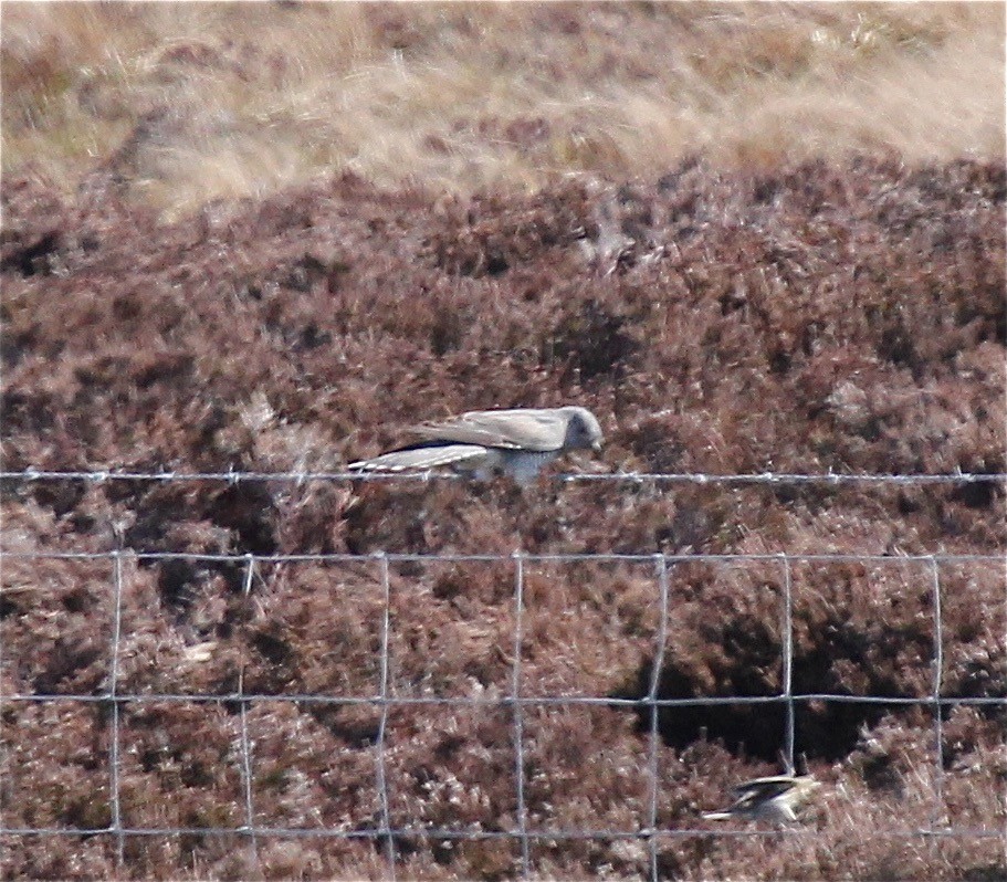 Common Cuckoo - ML67383241