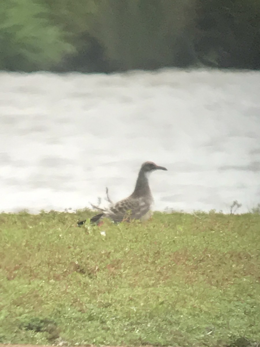 Laughing Gull - ML67383711