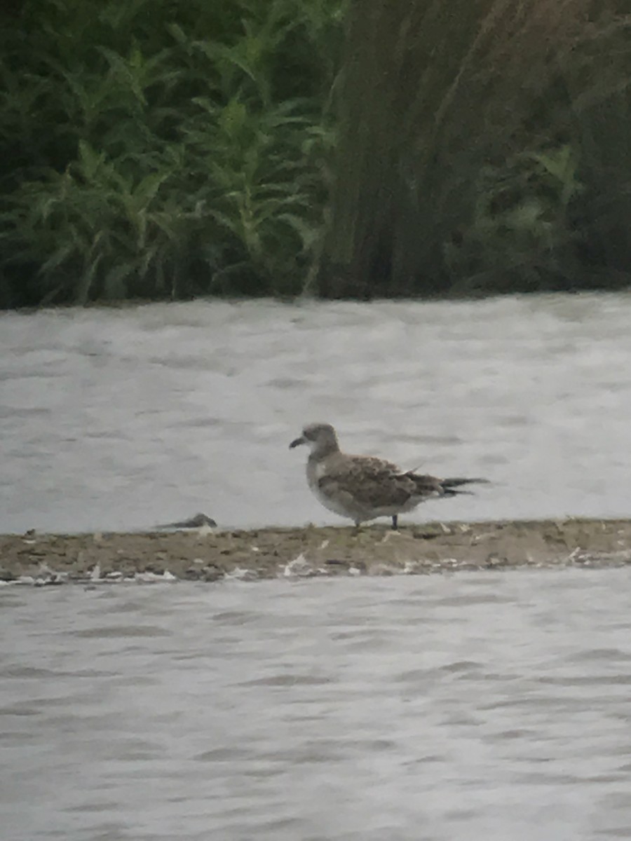 Laughing Gull - ML67383811