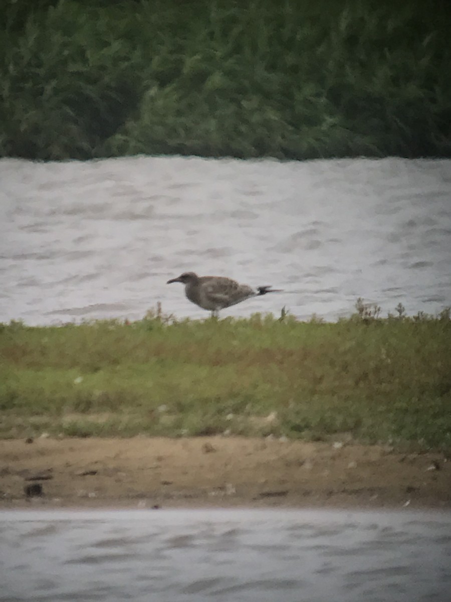 Laughing Gull - ML67383891