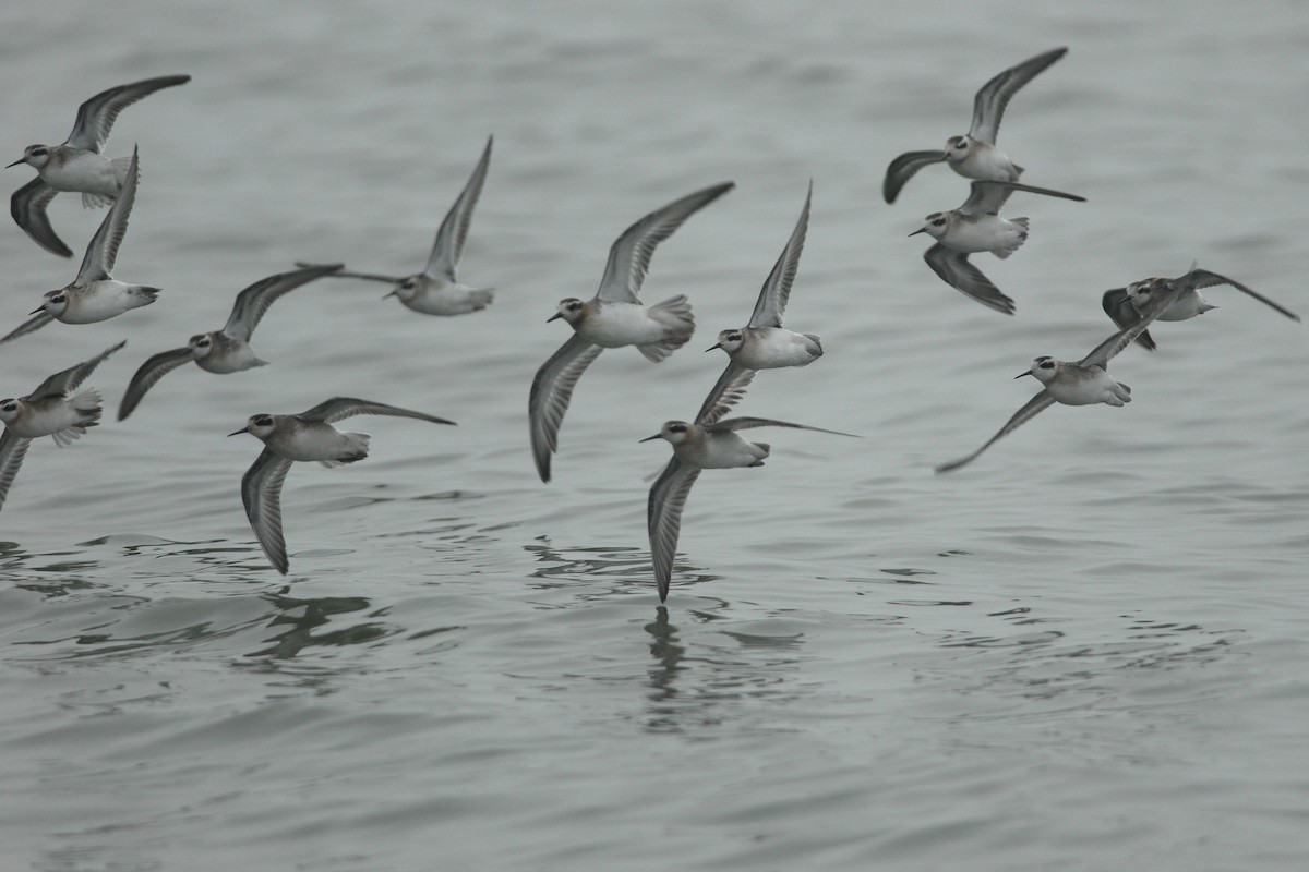 Red Phalarope - ML67384431