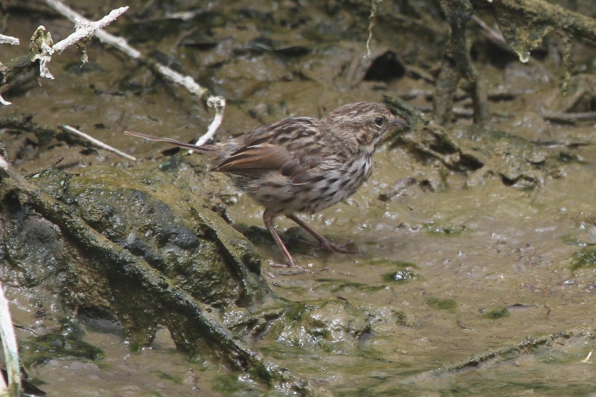 Song Sparrow - ML67385961