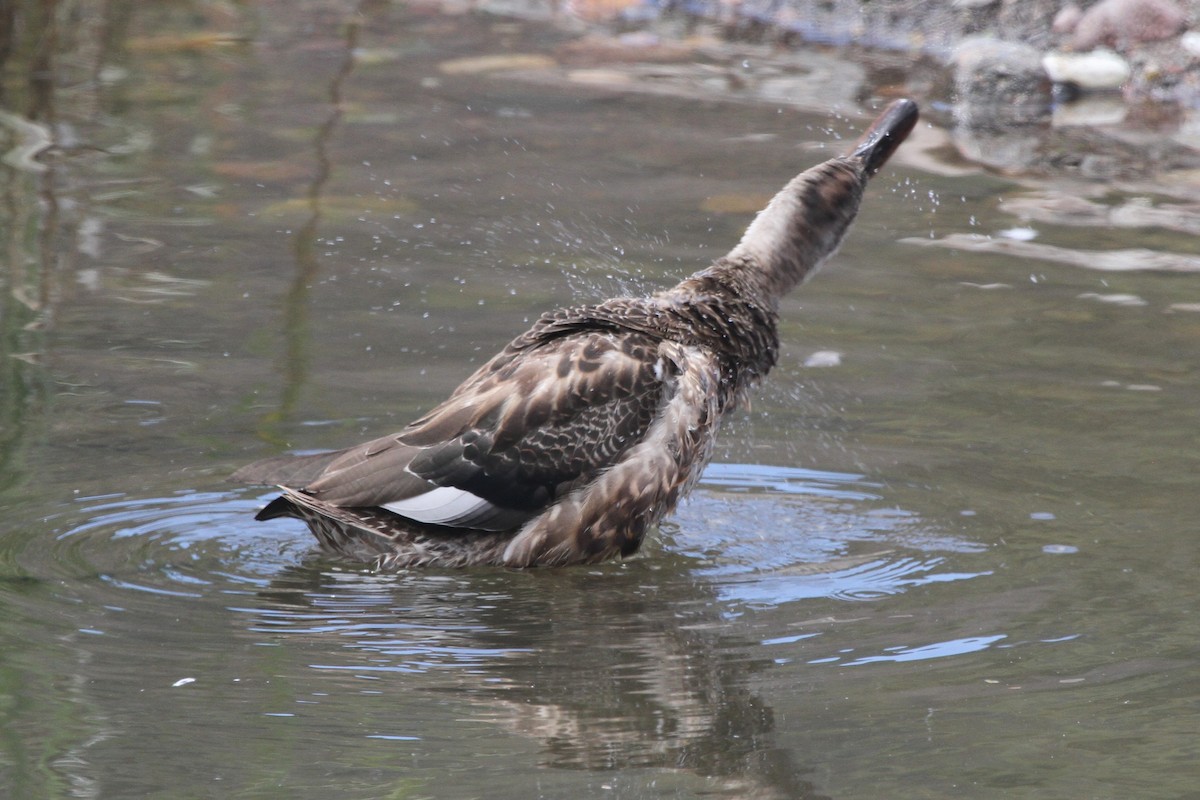 Gadwall - ML67386101