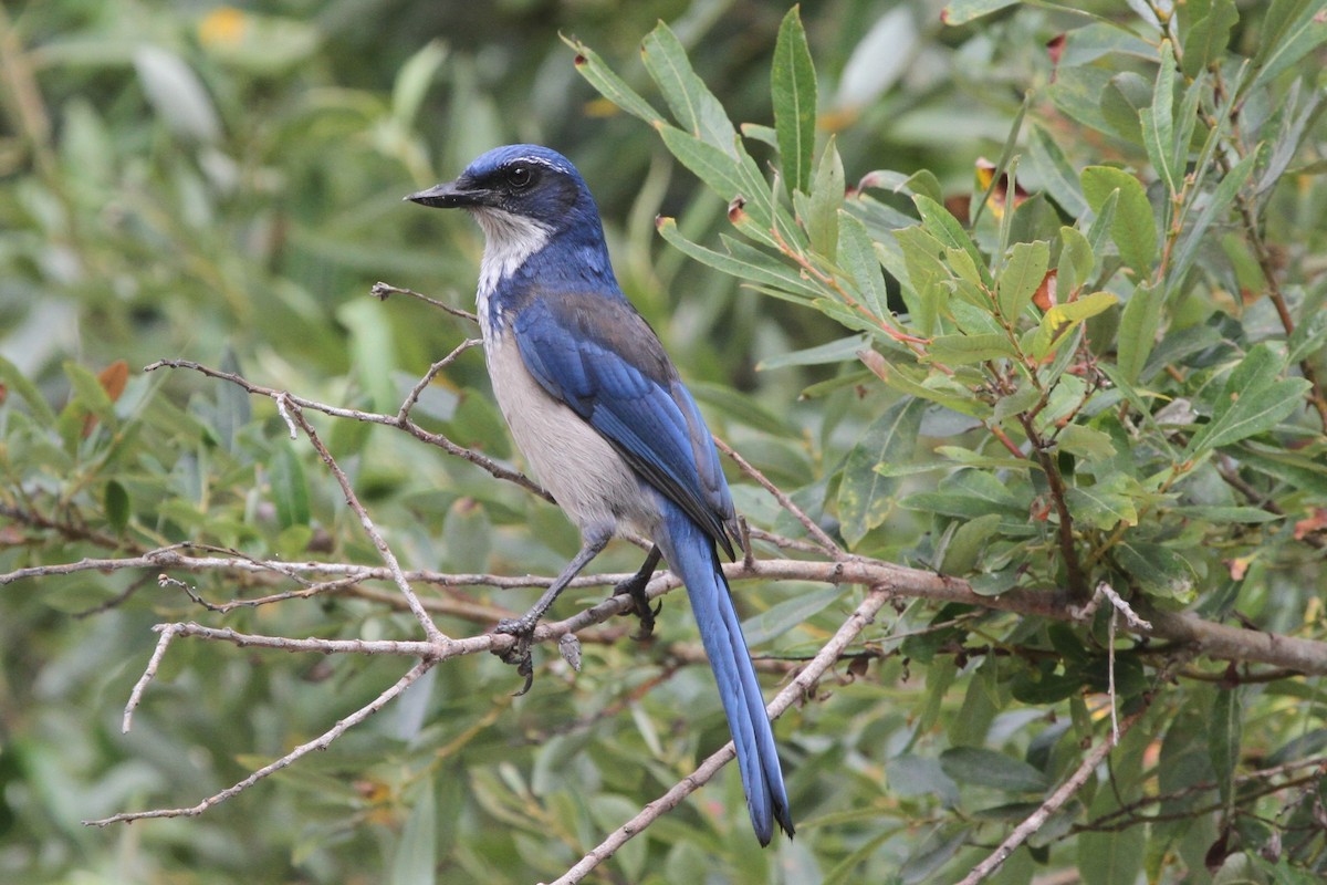 Island Scrub-Jay - ML67386231