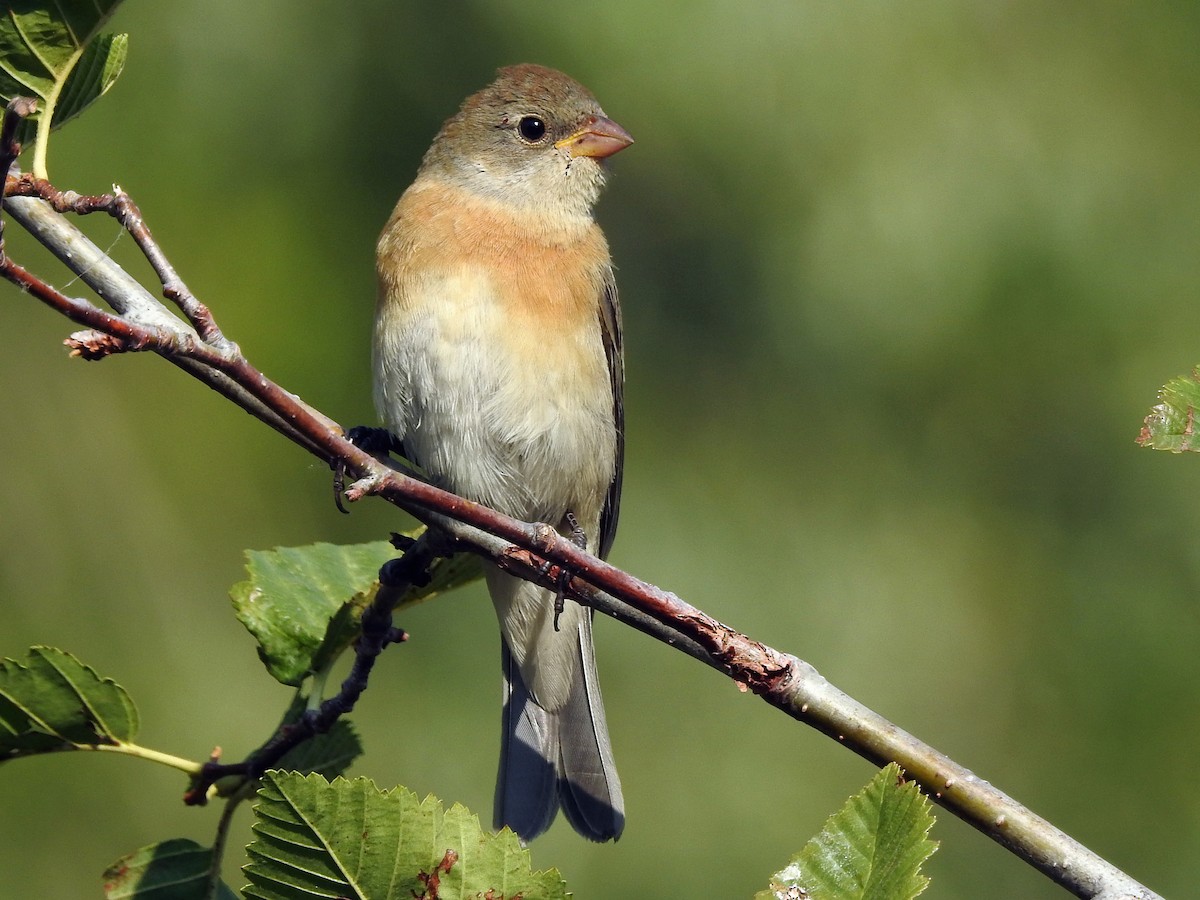 Female/immature male