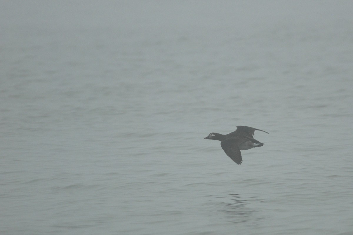 Long-tailed Duck - ML67387821