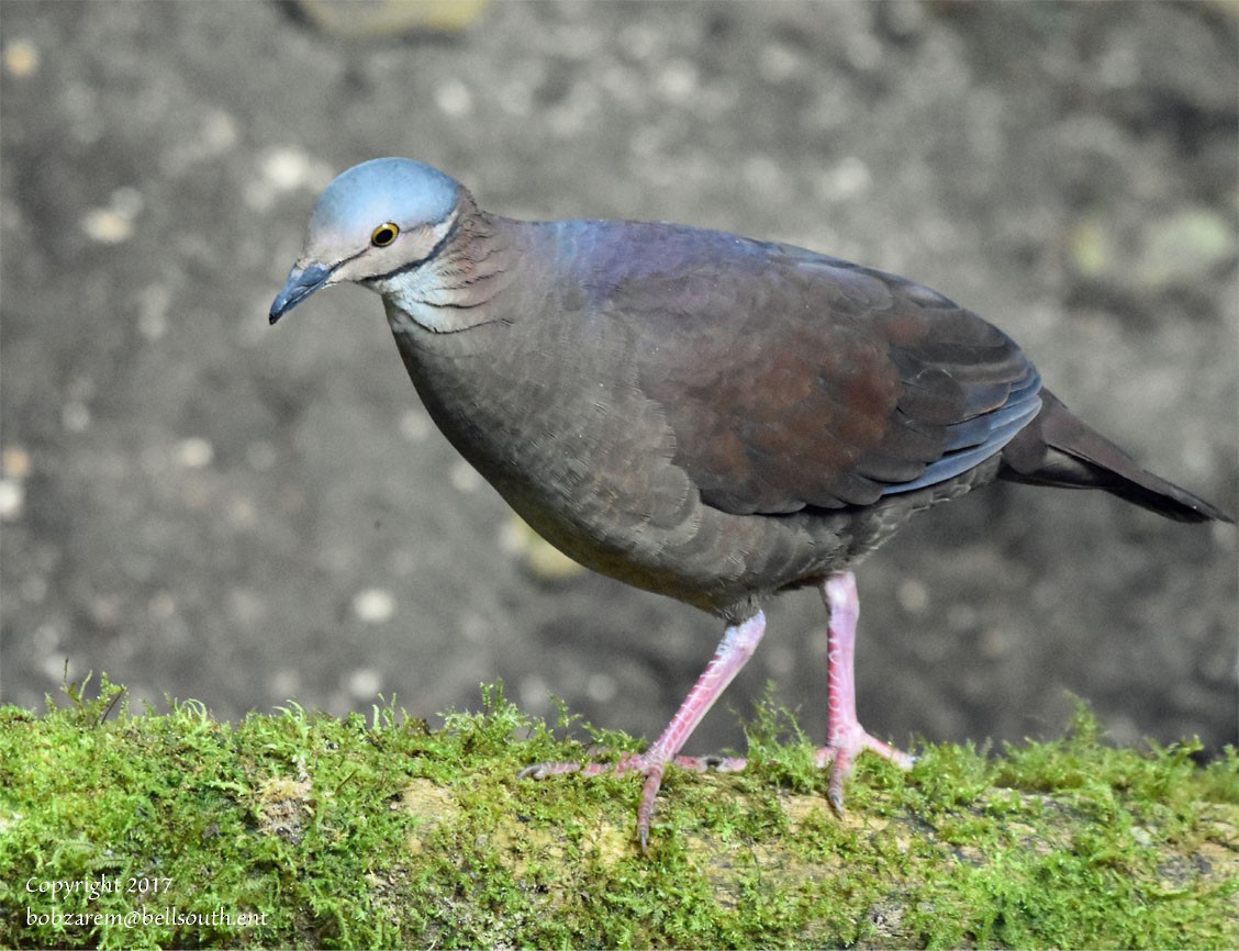 White-throated Quail-Dove - ML67389111