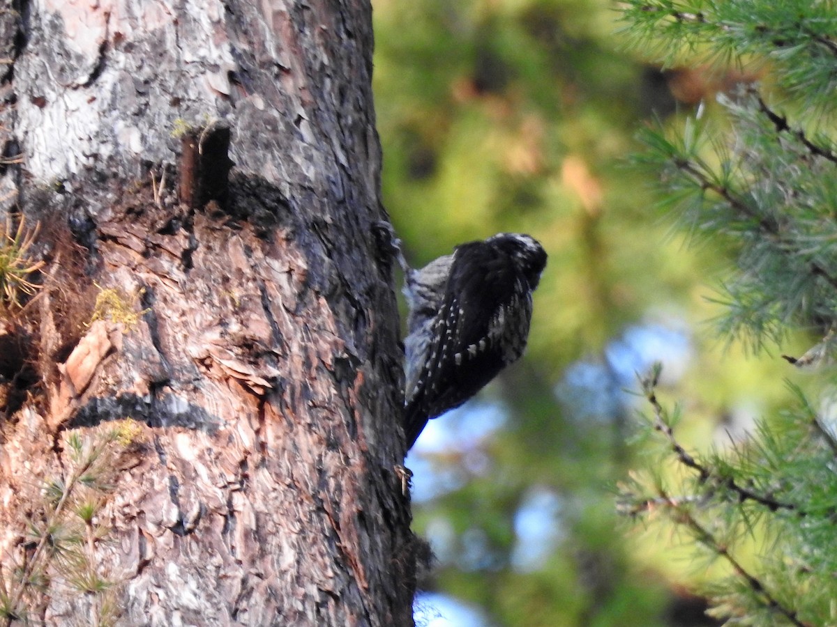 American Three-toed Woodpecker - Mary Rumple