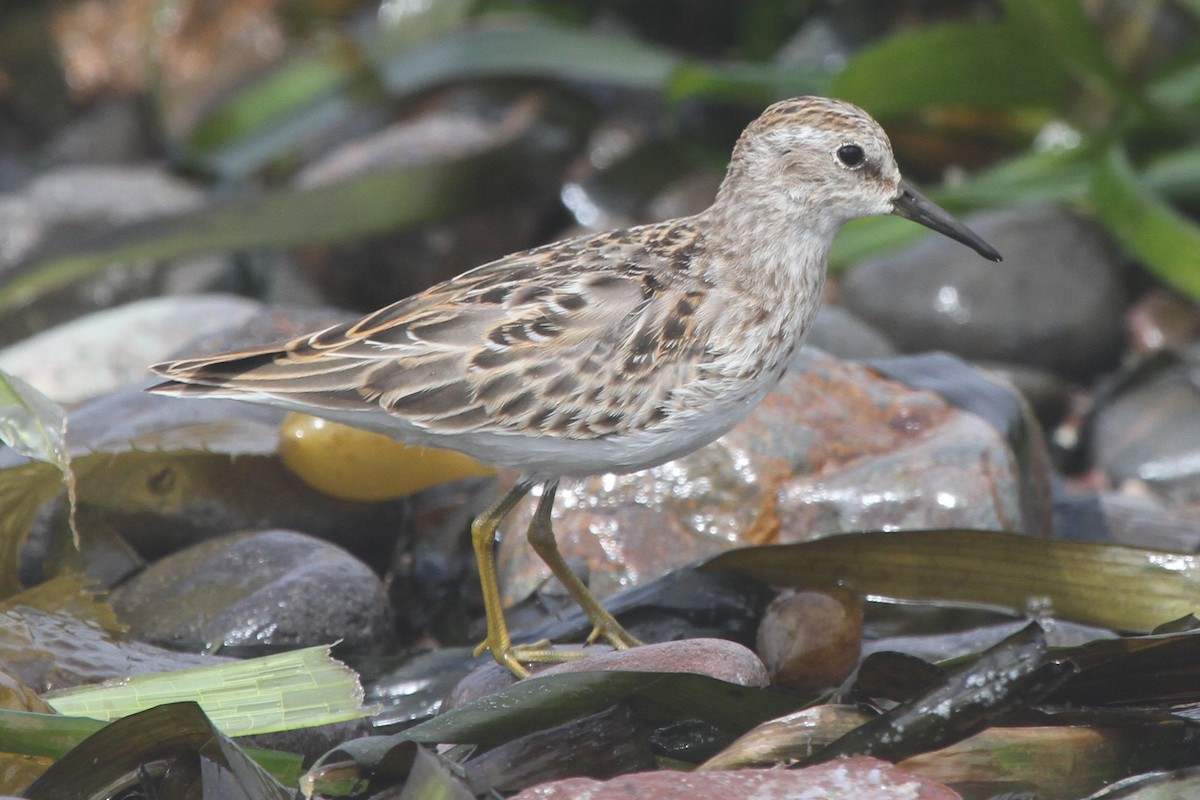 Least Sandpiper - ML67389641