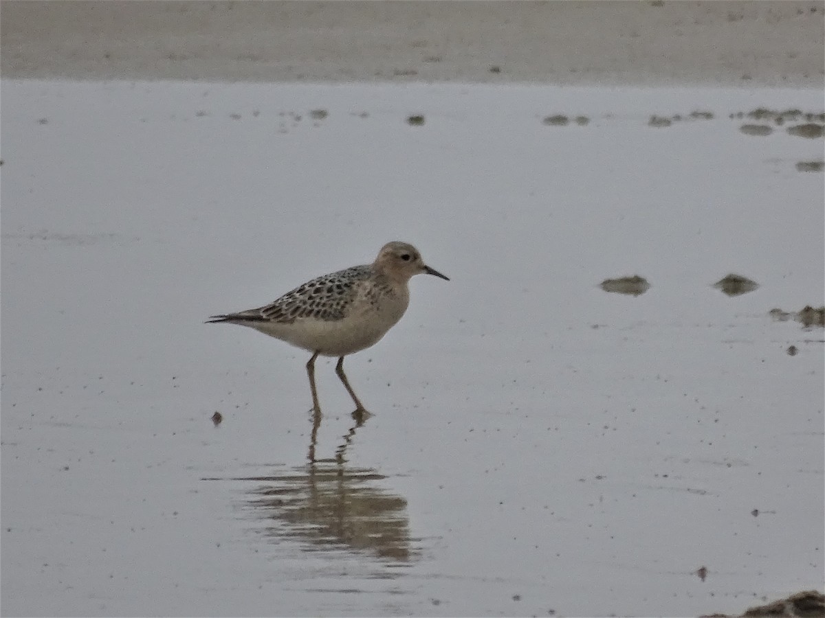 Buff-breasted Sandpiper - ML67390201