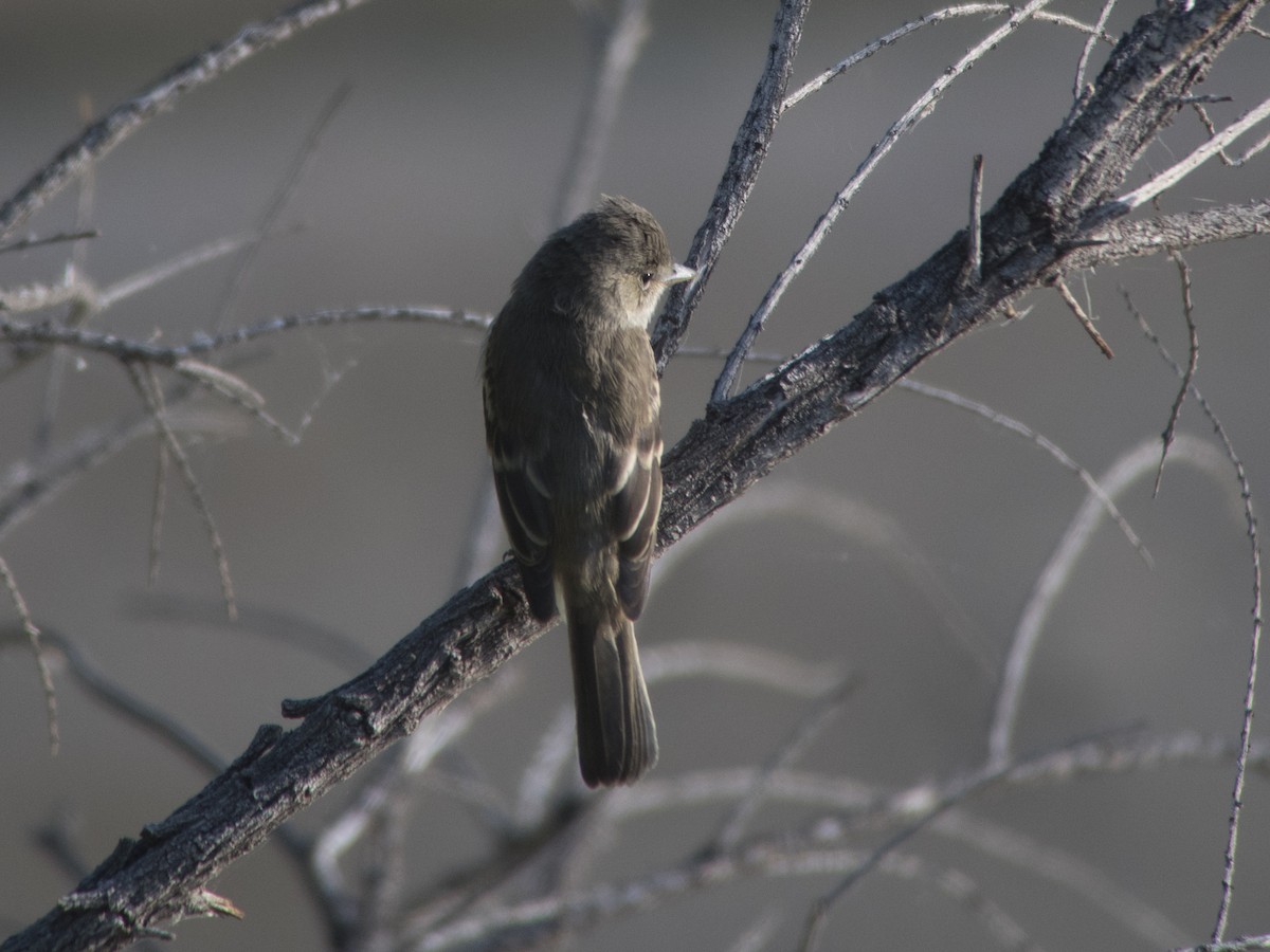 Willow Flycatcher - ML67390771