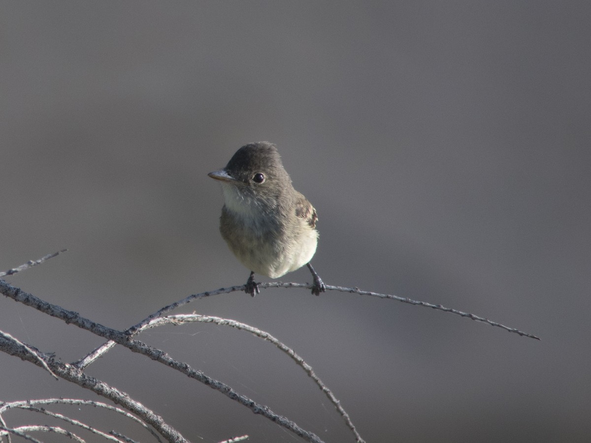 Willow Flycatcher - ML67390791