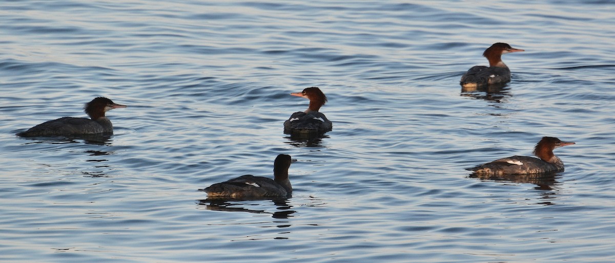 Common Merganser - ML67392201