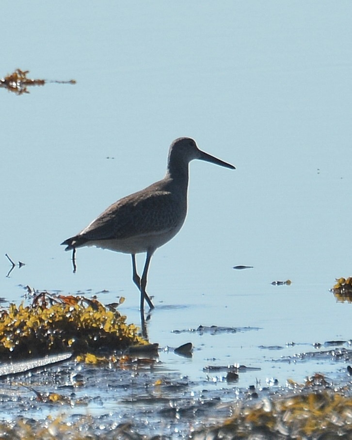 Willet (Western) - ML67393571