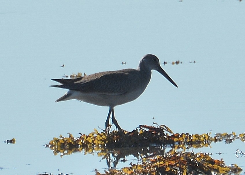 Willet (Western) - ML67393581