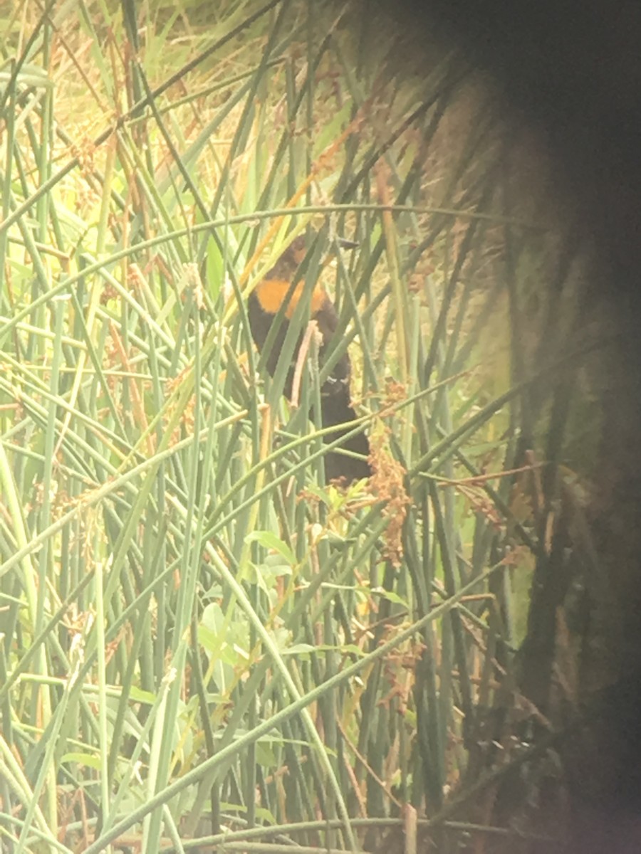 Yellow-headed Blackbird - ML67397651